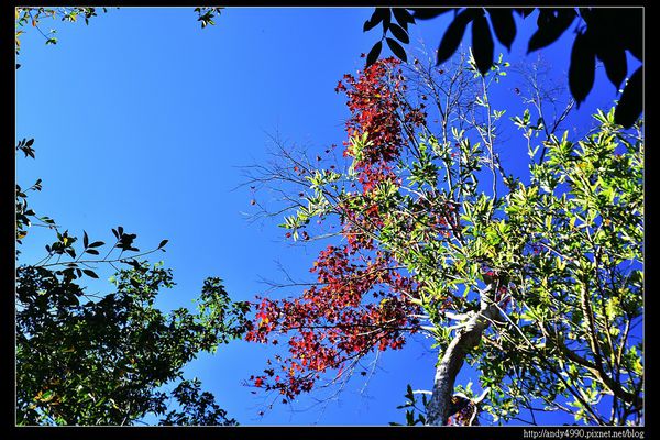 20151213苗栗馬拉邦賞楓17