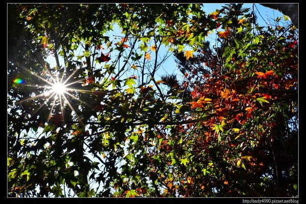 20151213苗栗馬拉邦賞楓28