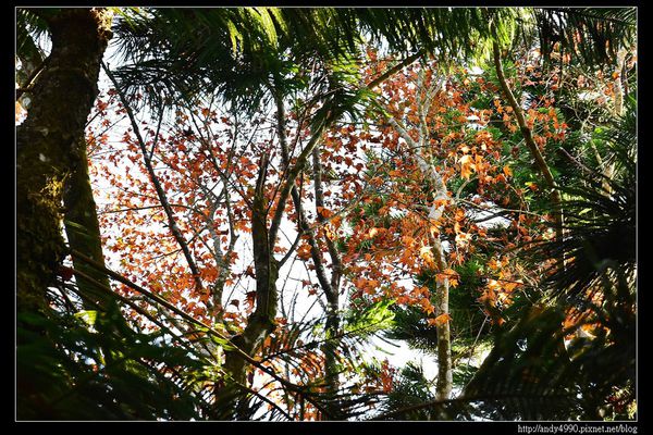 20151213苗栗馬拉邦賞楓18