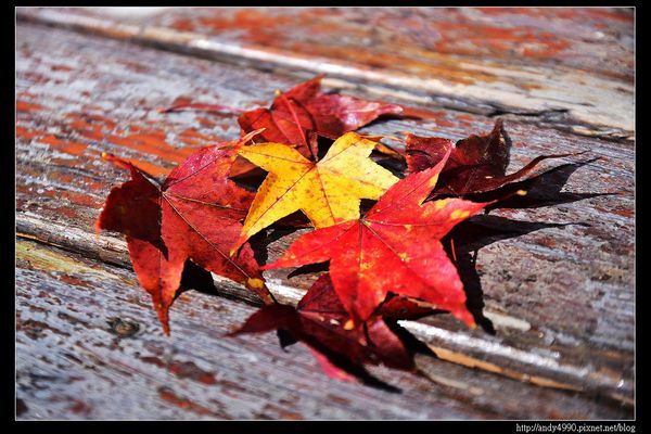 20151213苗栗馬拉邦賞楓2