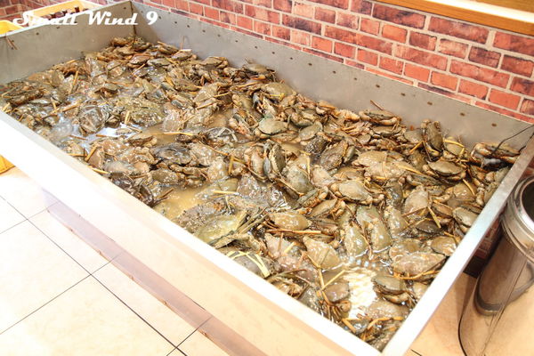 好驚人紅蟳沙公沙母螃蟹池