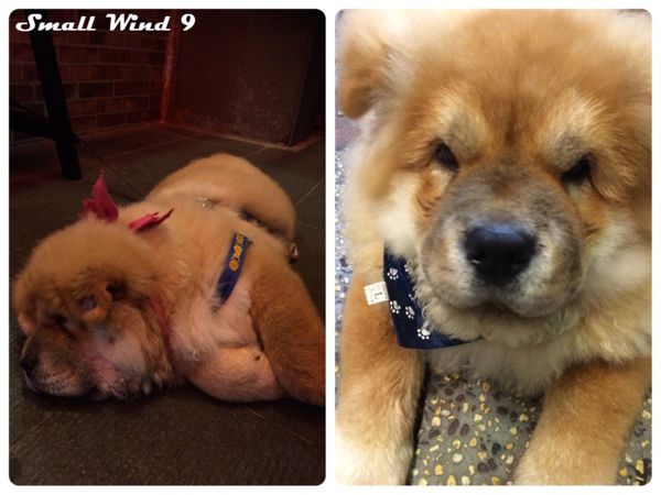 超可愛超溫馴的鬆師犬店狗