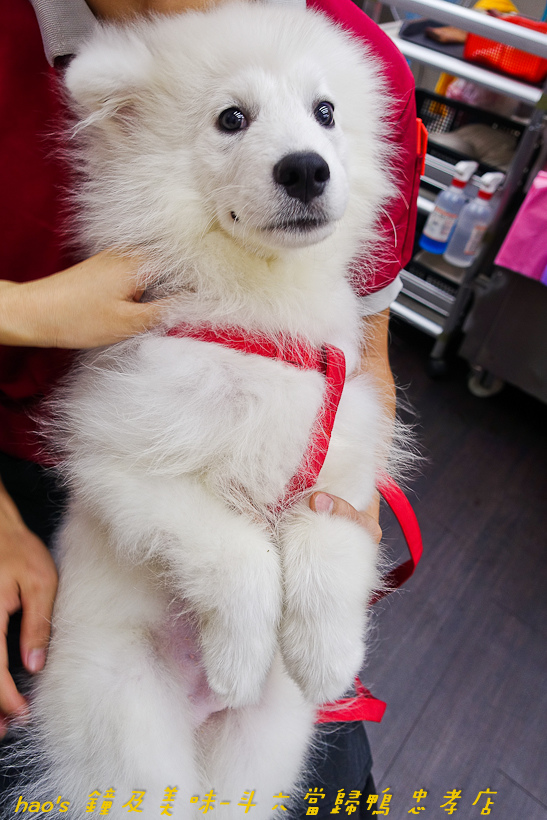 201611鐘及美味-斗六當歸鴨 忠孝店082.jpg