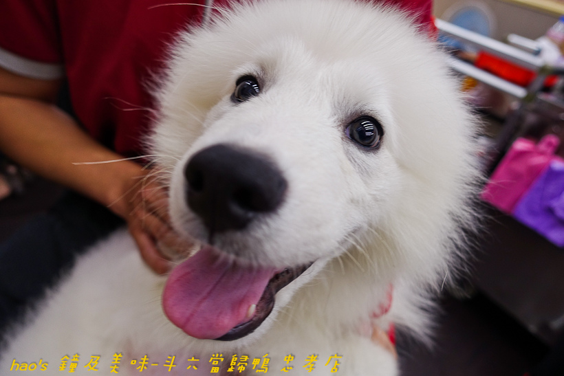 201611鐘及美味-斗六當歸鴨 忠孝店083.jpg