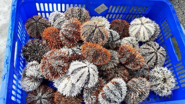 14256576_1178630652158153_1553191323_n