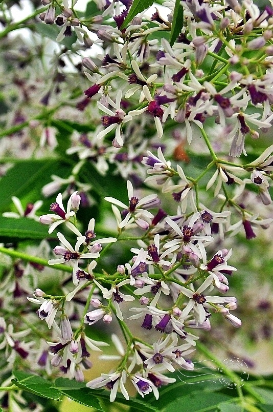 玉長公路苦楝花