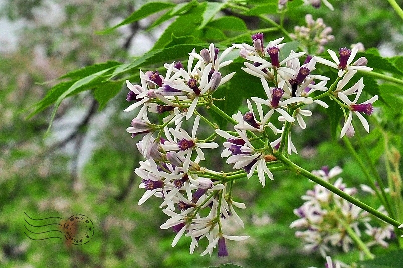 玉長公路苦楝花