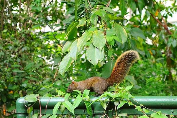 螢橋國小:【台北景點】守護充滿童趣的昆蟲園地&螢橋國小彩虹跑道成為校園美拍的聚焦點
