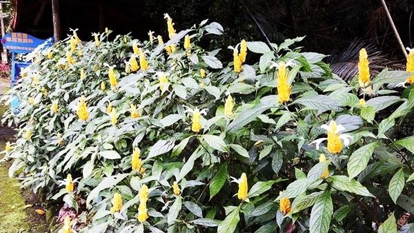 14356118_1185109871510231_1716845158_n