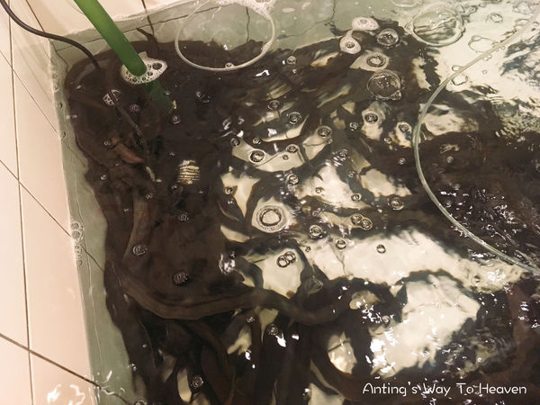 傲鰻天下 活鰻.jpg