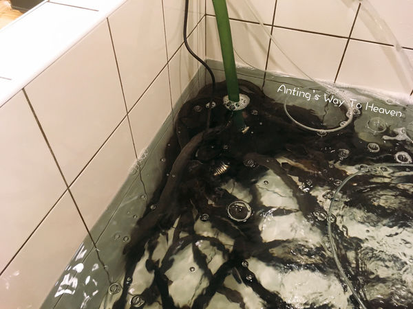 傲鰻天下 活鰻2.jpg