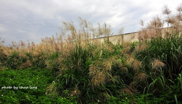 太平濱海步道-11.JPG - 2016秋之豔