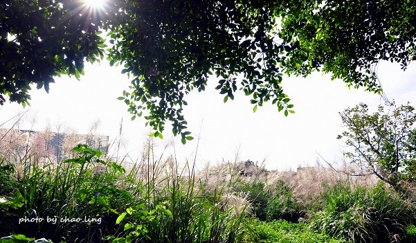 太平濱海步道-9.JPG - 2016秋之豔