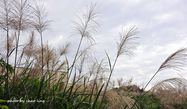 太平濱海步道-12.JPG - 2016秋之豔