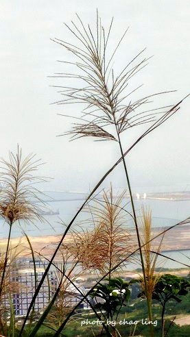 太平濱海步道-28.jpg - 2016秋之豔