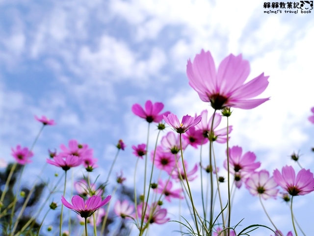 2016士林官邸菊展「菊世聞名」