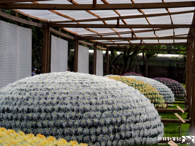 2016士林官邸菊展「菊世聞名」