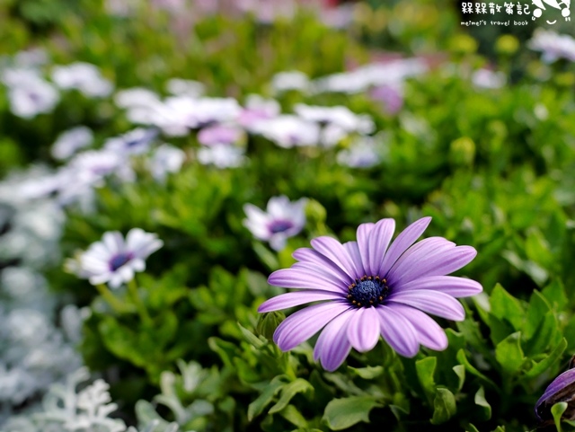 2016士林官邸菊展「菊世聞名」