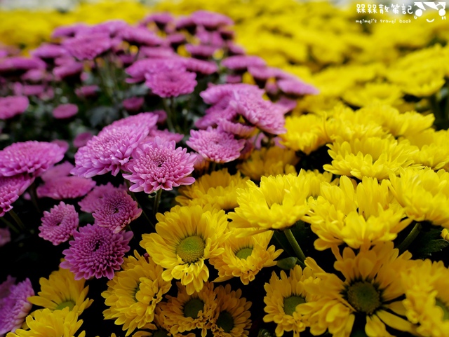 2016士林官邸菊展「菊世聞名」
