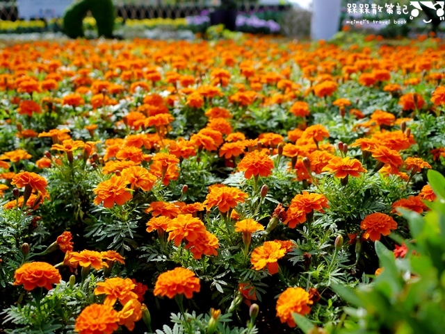 2016士林官邸菊展「菊世聞名」