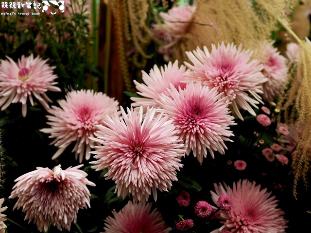 2016士林官邸菊展「菊世聞名」