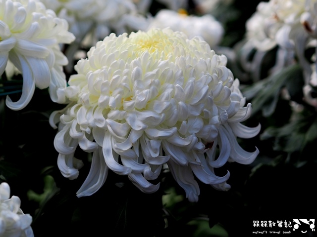 2016士林官邸菊展「菊世聞名」