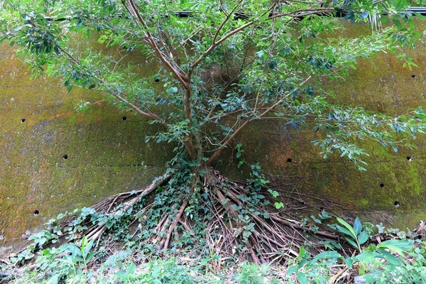 泰安戀情溫泉民宿：【苗栗旅遊】泰安戀情溫泉民宿~神畫峽谷生態主題遊樂區，感受大自然鬼斧神工的力量，以及酋長宴的美味佳餚