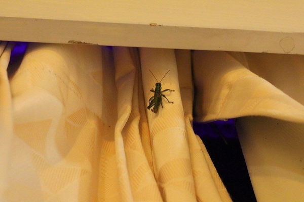 泰安戀情溫泉民宿：【苗栗旅遊】泰安戀情溫泉民宿~神畫峽谷生態主題遊樂區，感受大自然鬼斧神工的力量，以及酋長宴的美味佳餚