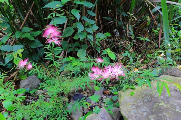 泰安戀情溫泉民宿：【苗栗旅遊】泰安戀情溫泉民宿~神畫峽谷生態主題遊樂區，感受大自然鬼斧神工的力量，以及酋長宴的美味佳餚