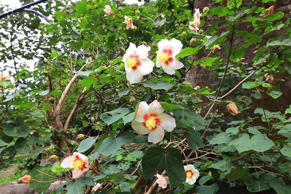 泰安戀情溫泉民宿：【苗栗旅遊】泰安戀情溫泉民宿~神畫峽谷生態主題遊樂區，感受大自然鬼斧神工的力量，以及酋長宴的美味佳餚