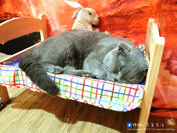 咕嚕貓咖啡(首席站前店):〖台中│美食〗咕嚕貓咖啡-首席站前店 ❤ 貓咪寵物餐廳推薦!!超可愛立體貓咪拉花,一貓、雙貓、三貓通通有~除了咖啡外,還有手作茶、甜點、義大利麵等餐點唷!【文末有優惠】