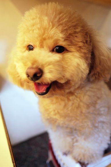 元朗茶餐廳：【新竹美食】元朗茶餐