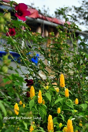 鶯歌幸福步道-22.JPG - 2016秋之豔