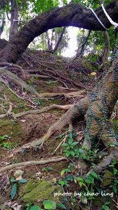 鶯歌幸福步道-35.jpg - 2016秋之豔