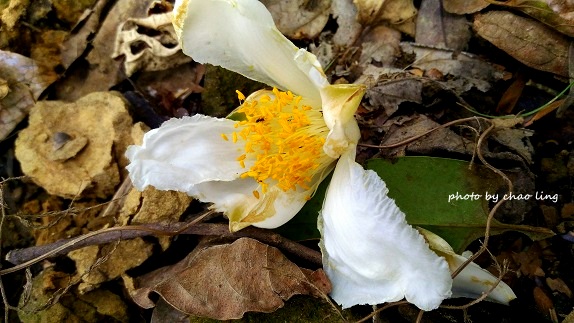 鶯歌幸福步道-17.jpg - 2016秋之豔