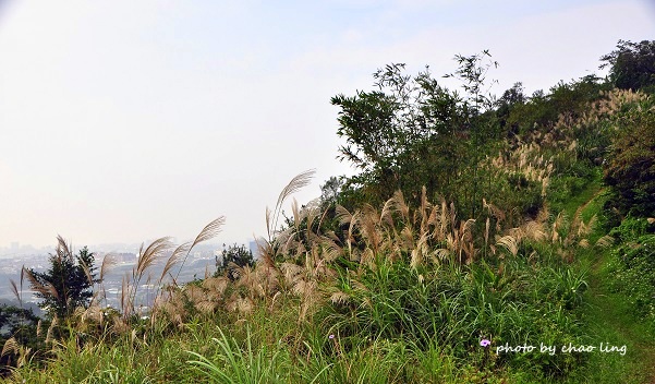 鶯歌幸福步道-27.JPG - 2016秋之豔