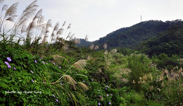 鶯歌幸福步道-24.JPG - 2016秋之豔