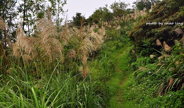 鶯歌幸福步道-1.JPG - 2016秋之豔