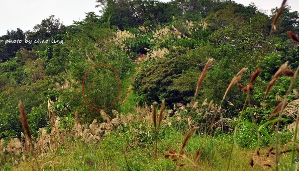 鶯歌幸福步道-3.JPG - 2016秋之豔