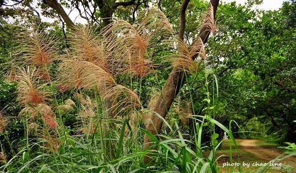 鶯歌幸福步道-54.JPG - 2016秋之豔
