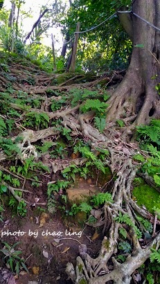 鶯歌幸福步道-9.jpg - 2016秋之豔