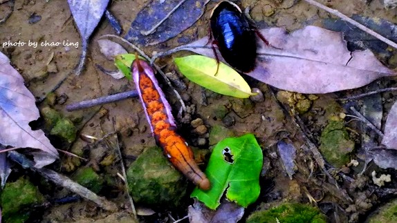 鶯歌幸福步道-8.jpg - 2016秋之豔