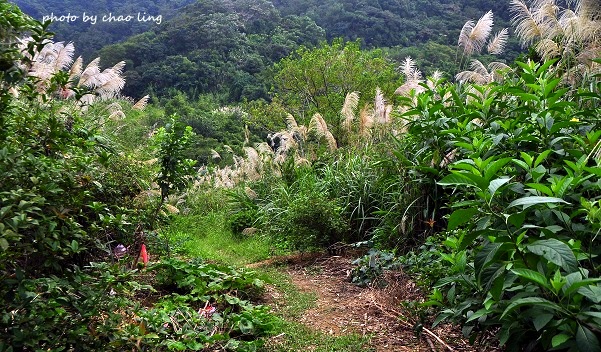 鶯歌幸福步道-23.JPG - 2016秋之豔