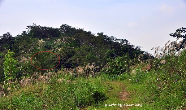 鶯歌幸福步道-2.JPG - 2016秋之豔