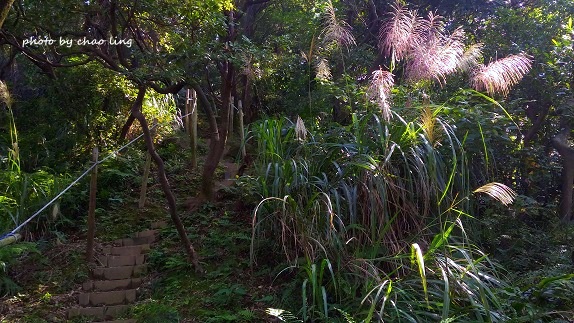 鶯歌幸福步道-7.jpg - 2016秋之豔