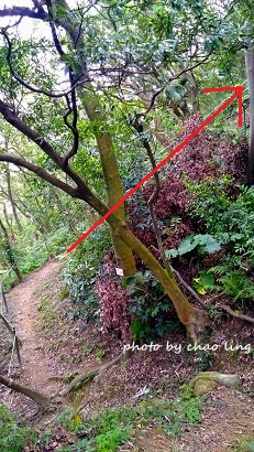 鶯歌幸福步道-34.jpg - 2016秋之豔