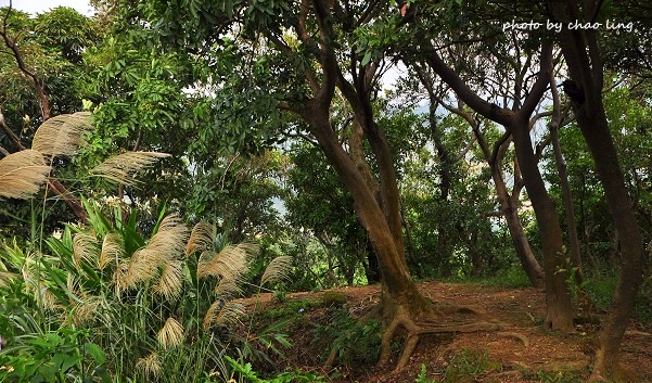 鶯歌幸福步道-37.JPG - 2016秋之豔