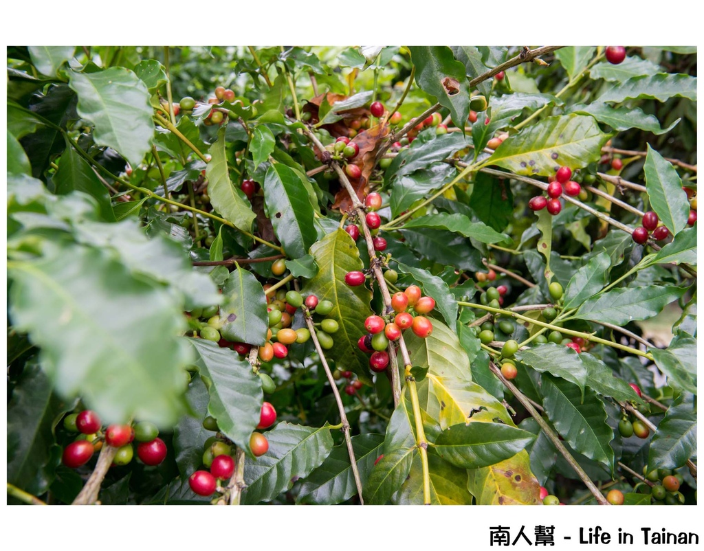 東香貓咖啡園區