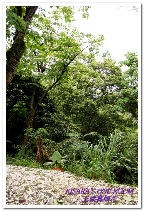 土城桐花公園：土城一日遊──承天禪寺、桐花公園