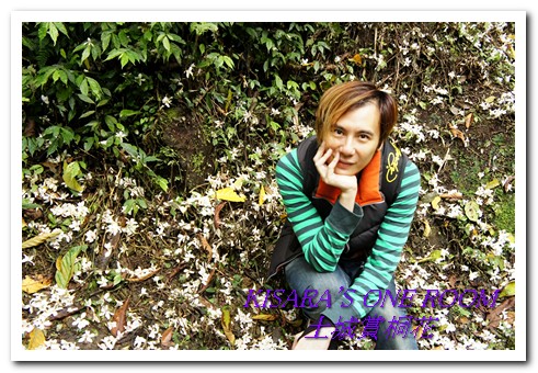 土城桐花公園：土城一日遊──承天禪寺、桐花公園